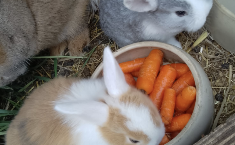 Kaninchen auf dem Hof beim Fressen von Möhren