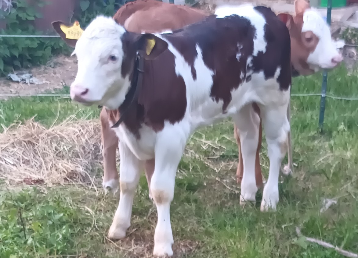 Junge Kälber auf der Weide des Landwirtschaftsbetriebs Katzer