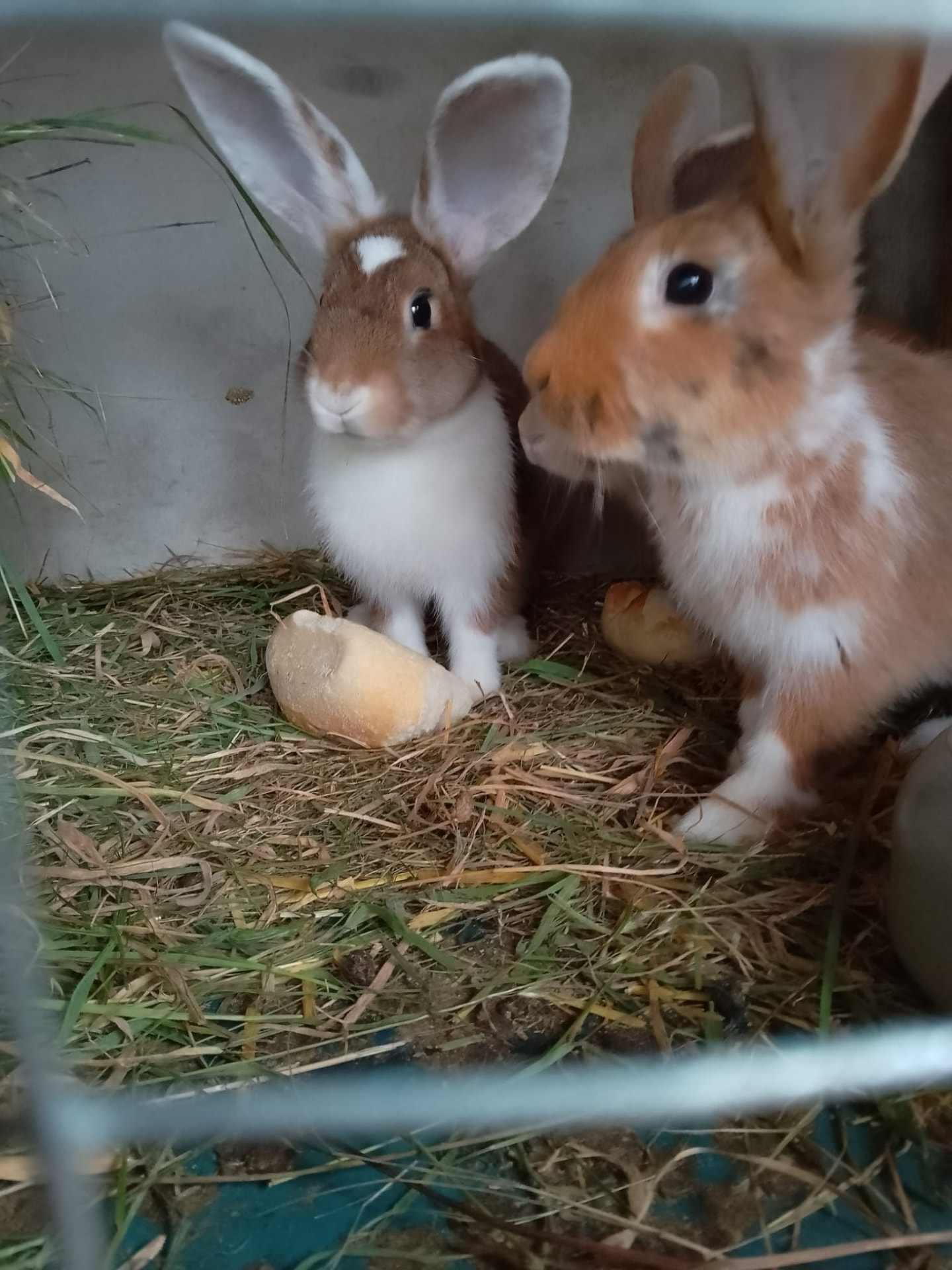 Stallhasen und Kaninchen im Gehege auf dem Katzer-Hof